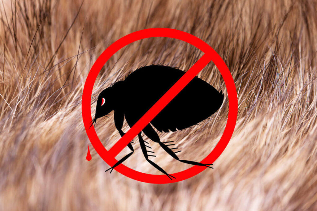 Pest Treatment Sydney