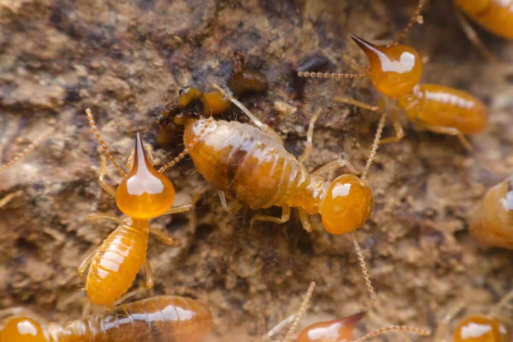 Termite Inspections in Sydney