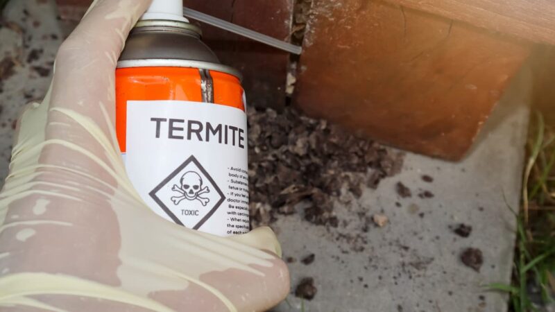 The Value of Annual Termite Inspections in Sydney