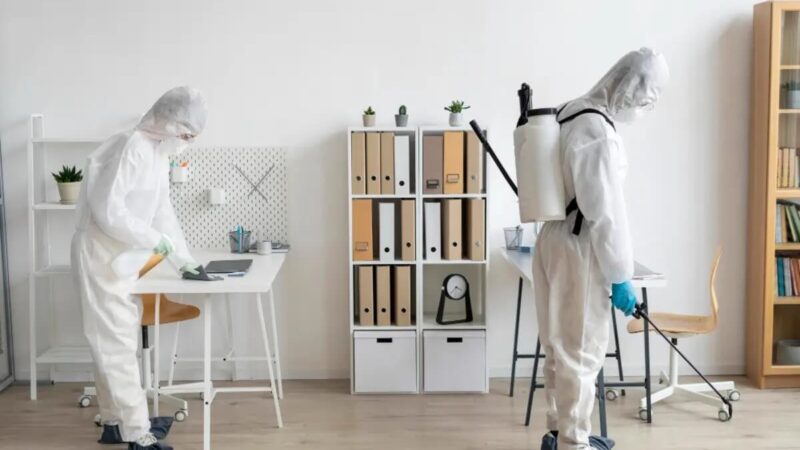 Affordable Pest Treatment Sydney: Effective Strategies for Every Budget