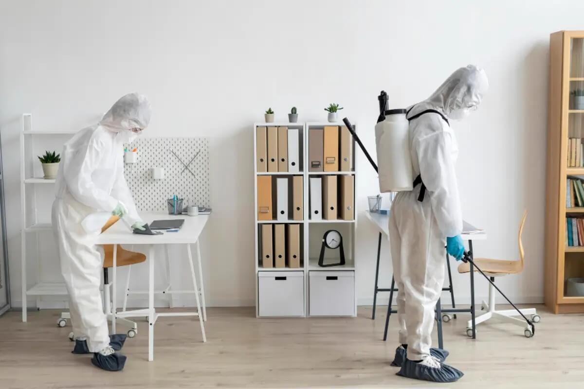 Affordable Pest Treatment Sydney: Effective Strategies for Every Budget