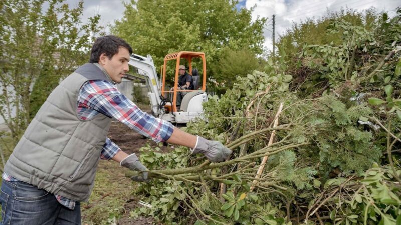 Tree Pruning Sydney: Improve Tree Health and Safety with Expert Care