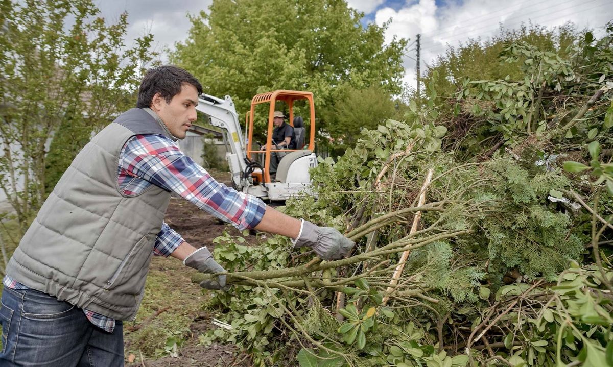 Tree Pruning Sydney: Improve Tree Health and Safety with Expert Care