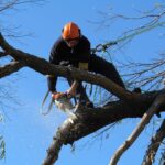 Tree Removal Cost