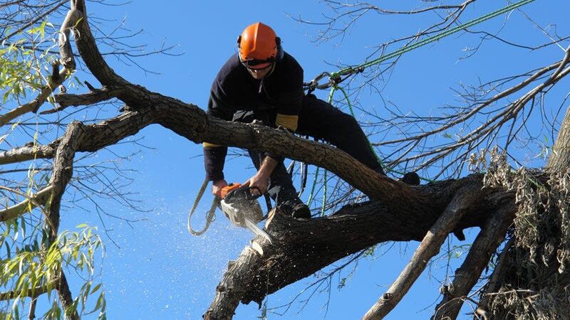 Large Tree Removal Cost: Why Size and Location Matter