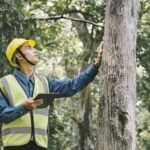 Mosman arborist
