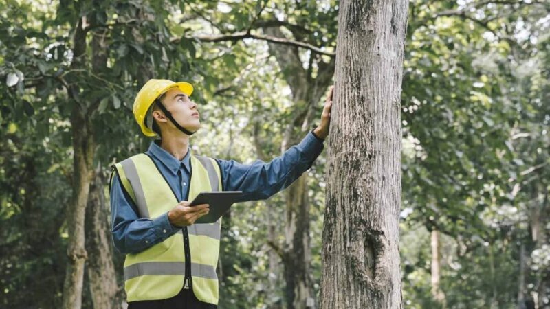Arborist Mosman: How to Manage Trees on Steep or Waterfront Properties